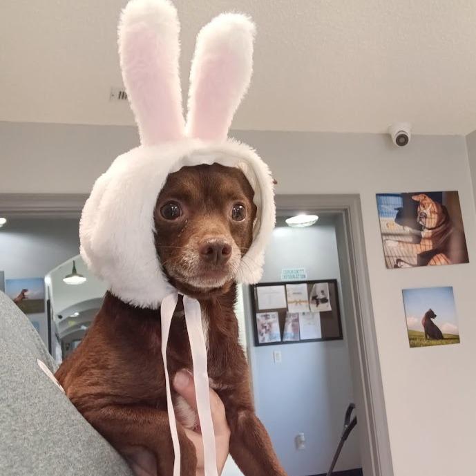 Brownie, a Adoptable mixed breed in Elizabeth City, NC image 3/6