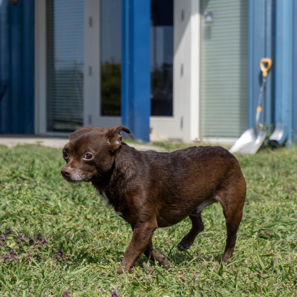 Brownie, a Adoptable mixed breed in Elizabeth City, NC image 4/6
