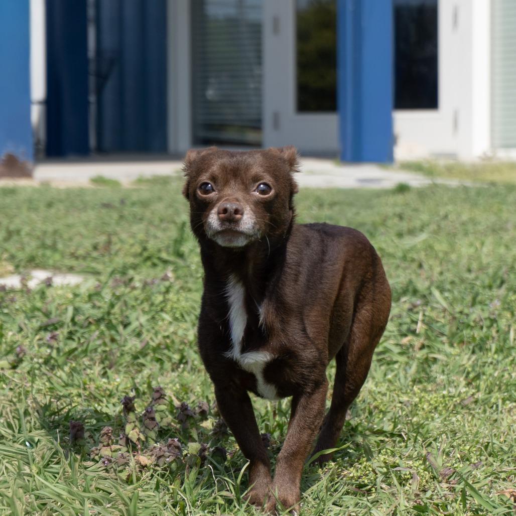 Brownie, a Adoptable mixed breed in Elizabeth City, NC image 6/6