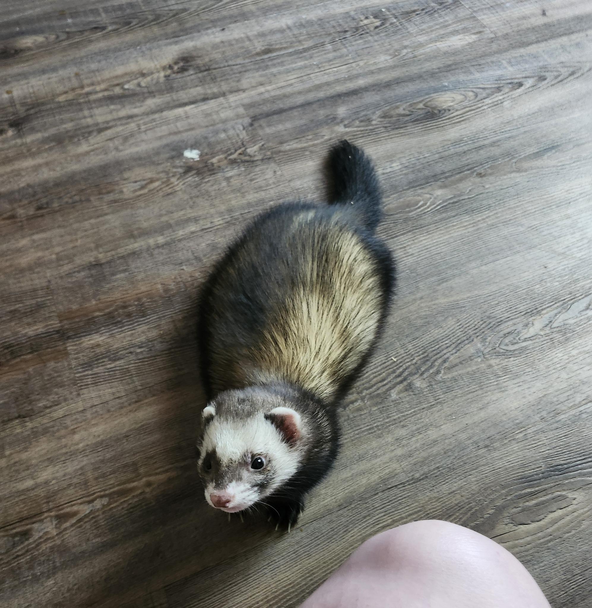 Harley, ADOPTABLE, Adult Male Ferret.
