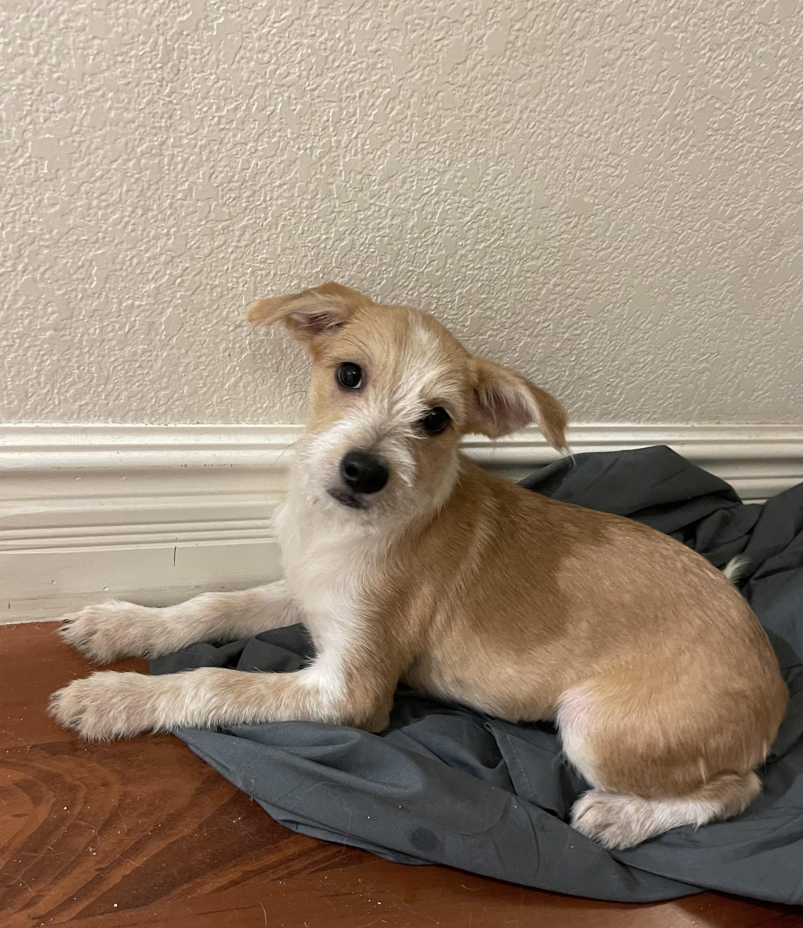 Allie Kat, an adopted mixed breed in Chandler, AZ image 1/4