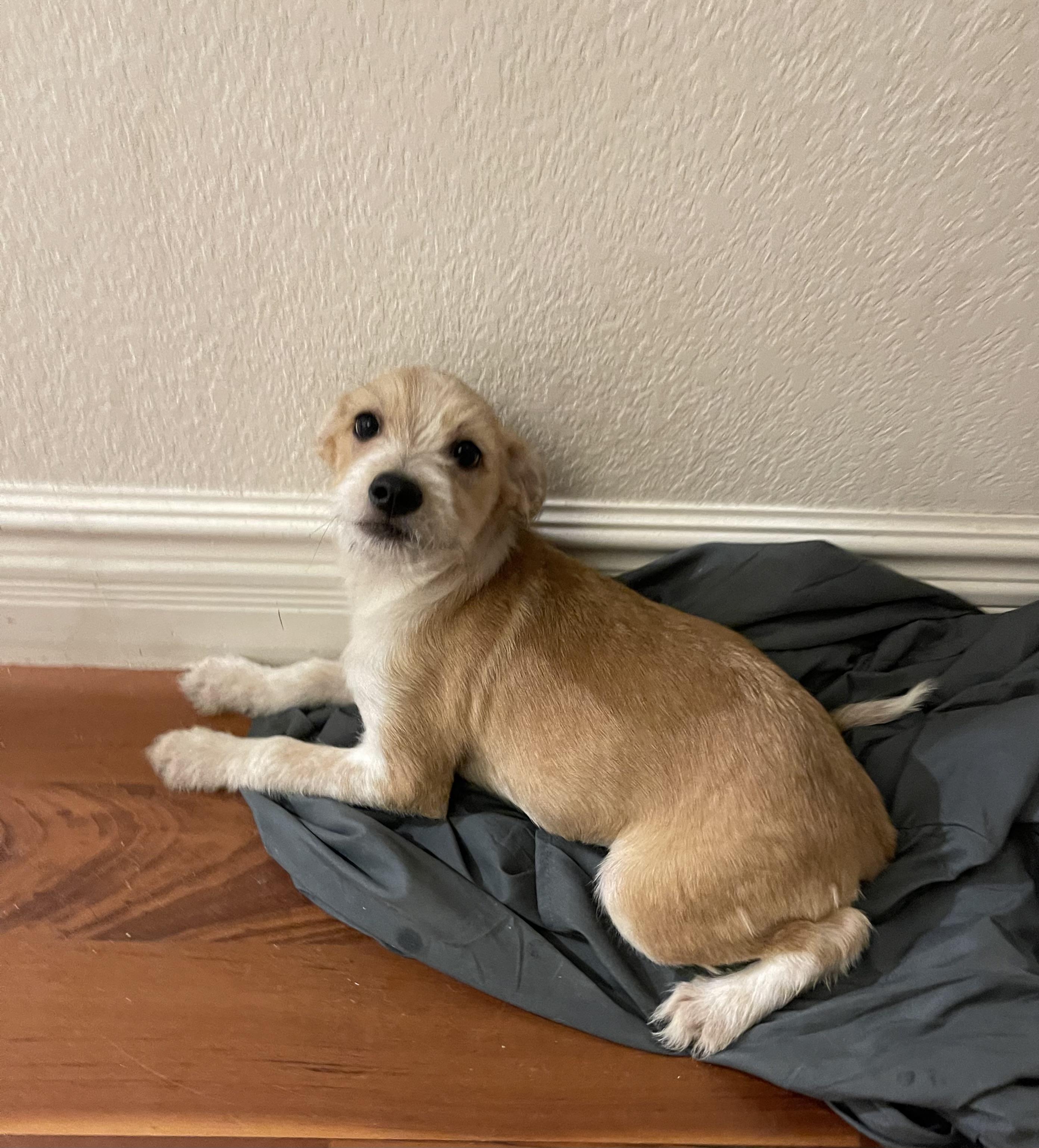 Allie Kat, an adopted mixed breed in Chandler, AZ image 4/4