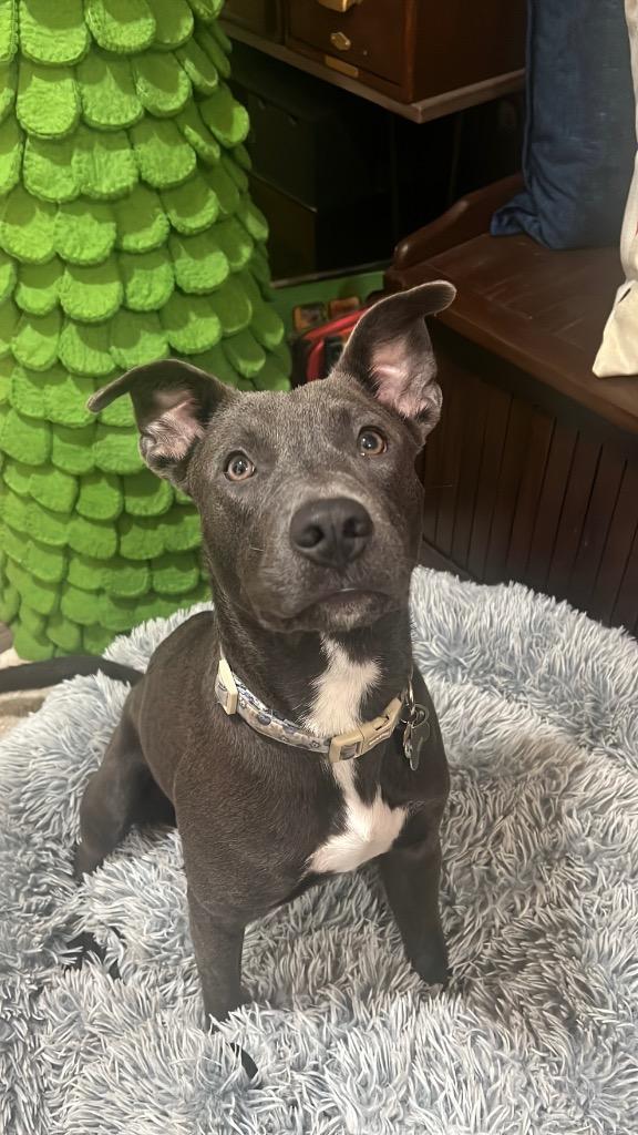 Bluey, Adopted, Young Female Whippet & Pit Bull Terrier.