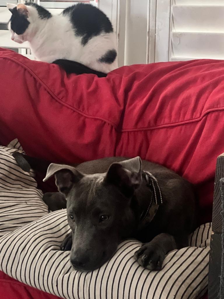 Bluey, a Adopted mixed breed in Manhattan Beach, CA image 2/5