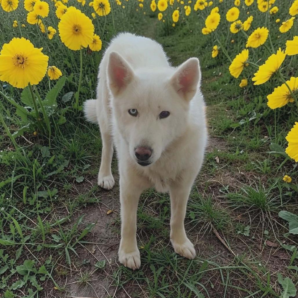 Enlarge FATIMA, a Adoptable mixed breed in San Diego, CA image 2/2