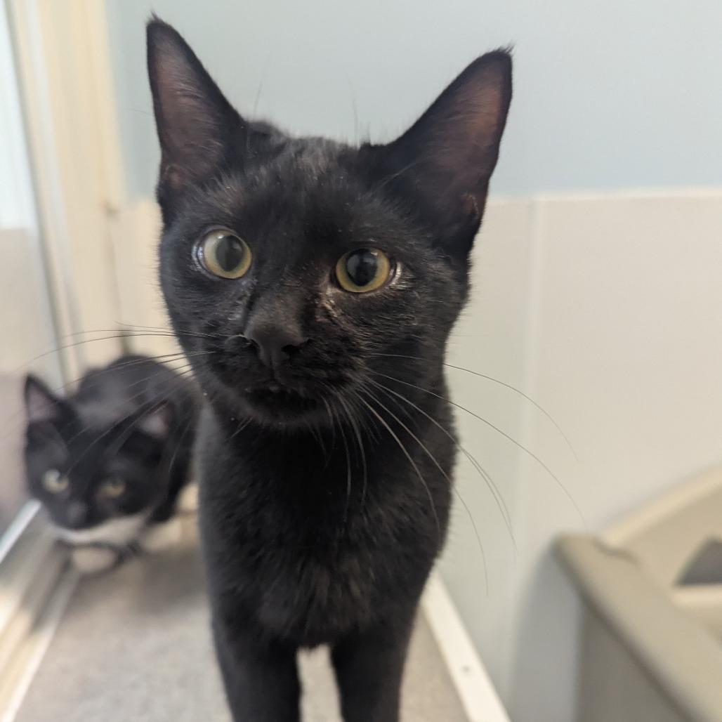 Enlarge Gabriella Dawson, a Adoptable Domestic Short Hair in Winchester, TN image 2/4
