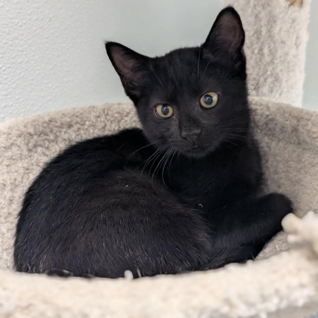 Enlarge Gabriella Dawson, a Adoptable Domestic Short Hair in Winchester, TN image 3/4
