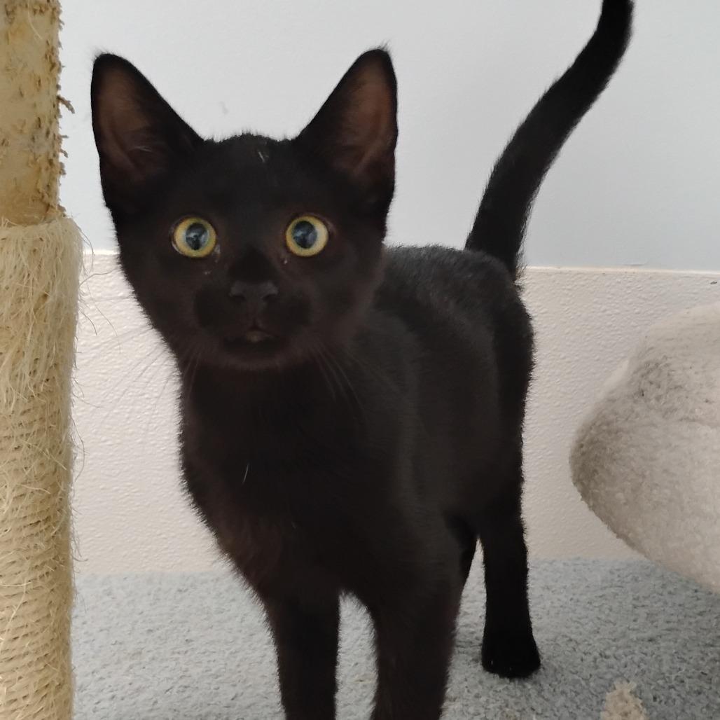 Enlarge Gabriella Dawson, a Adoptable Domestic Short Hair in Winchester, TN image 4/4