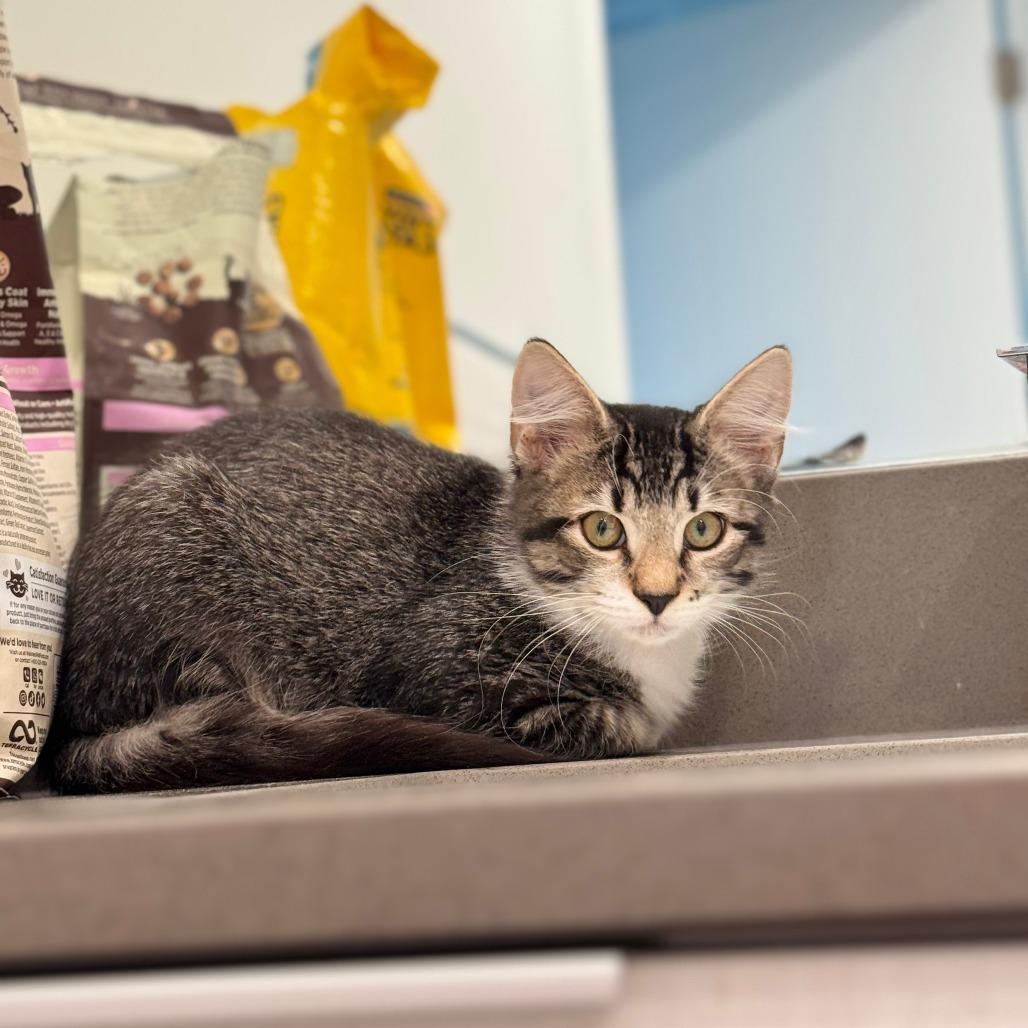 Enlarge Mahogany Z, a Adoptable Domestic Medium Hair in Fort Lauderdale, FL image 1/3