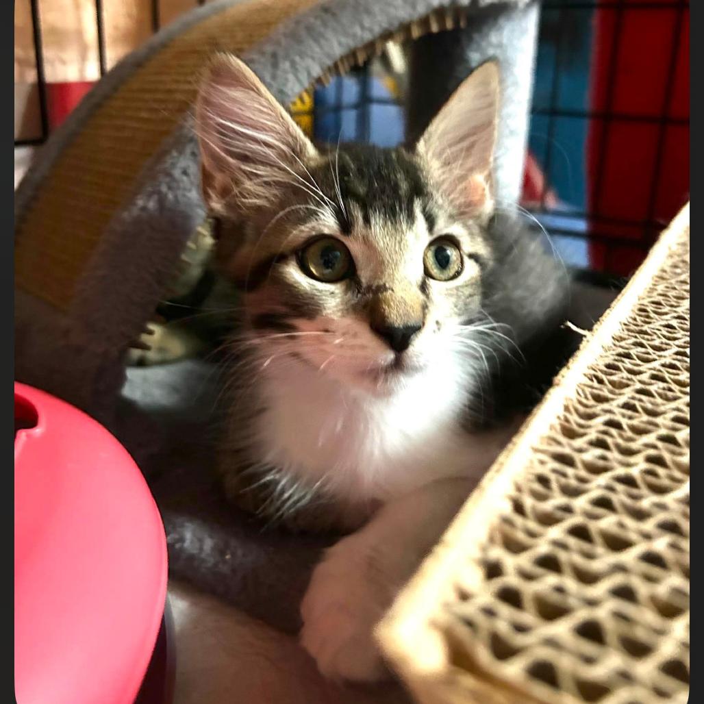 Enlarge Mahogany Z, a Adoptable Domestic Medium Hair in Fort Lauderdale, FL image 2/3