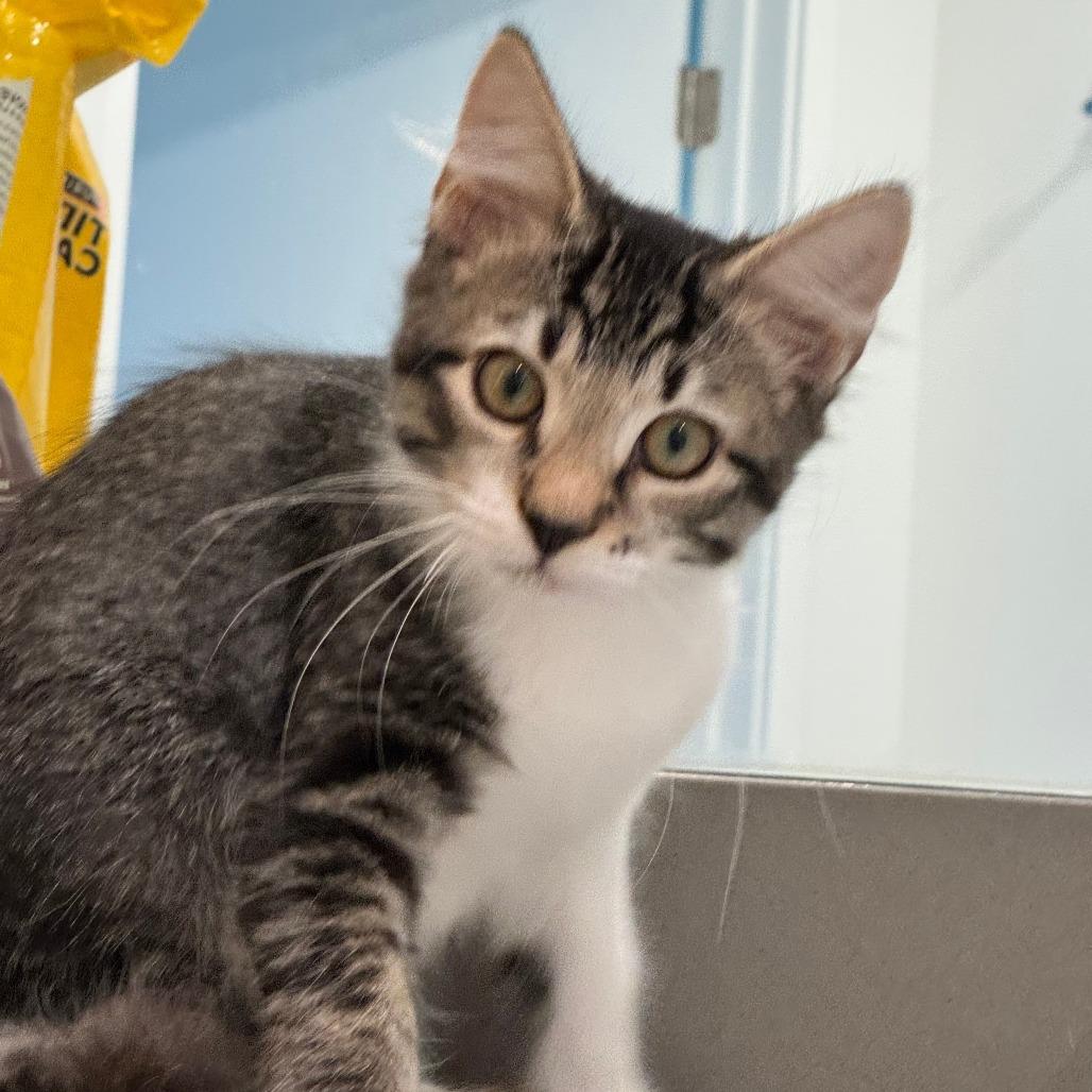 Enlarge Mahogany Z, a Adoptable Domestic Medium Hair in Fort Lauderdale, FL image 3/3