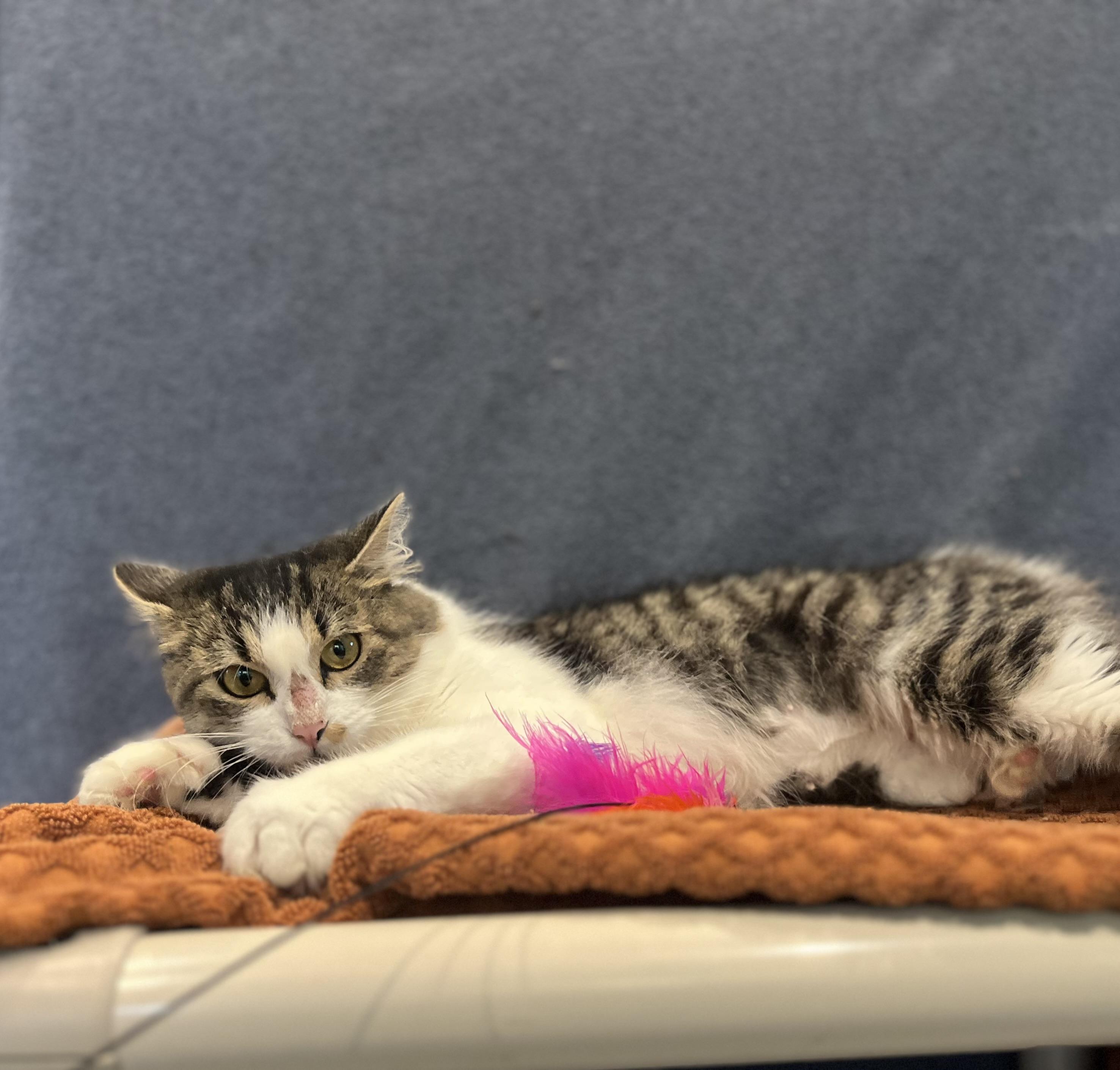 Enlarge Puddin, a Adopted Domestic Medium Hair in Blackstone, MA image 5/6