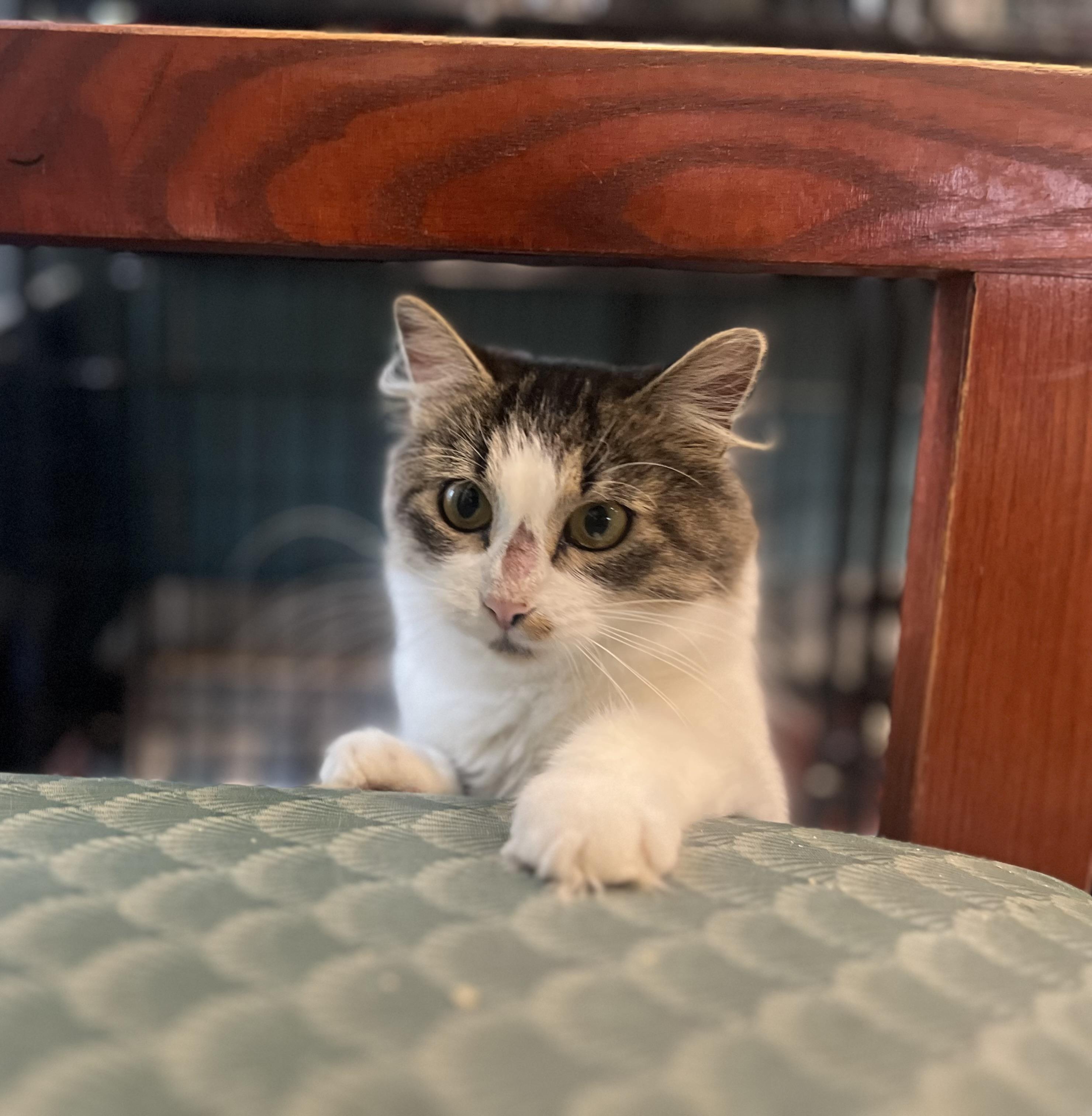 Enlarge Puddin, a Adopted Domestic Medium Hair in Blackstone, MA image 2/6