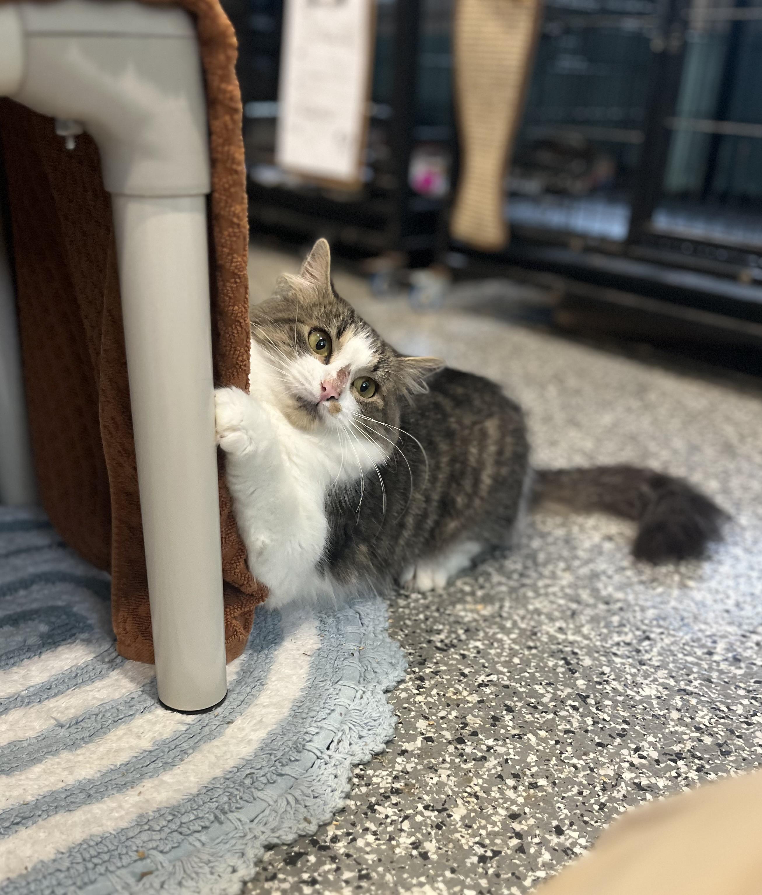 Enlarge Puddin, a Adopted Domestic Medium Hair in Blackstone, MA image 3/6
