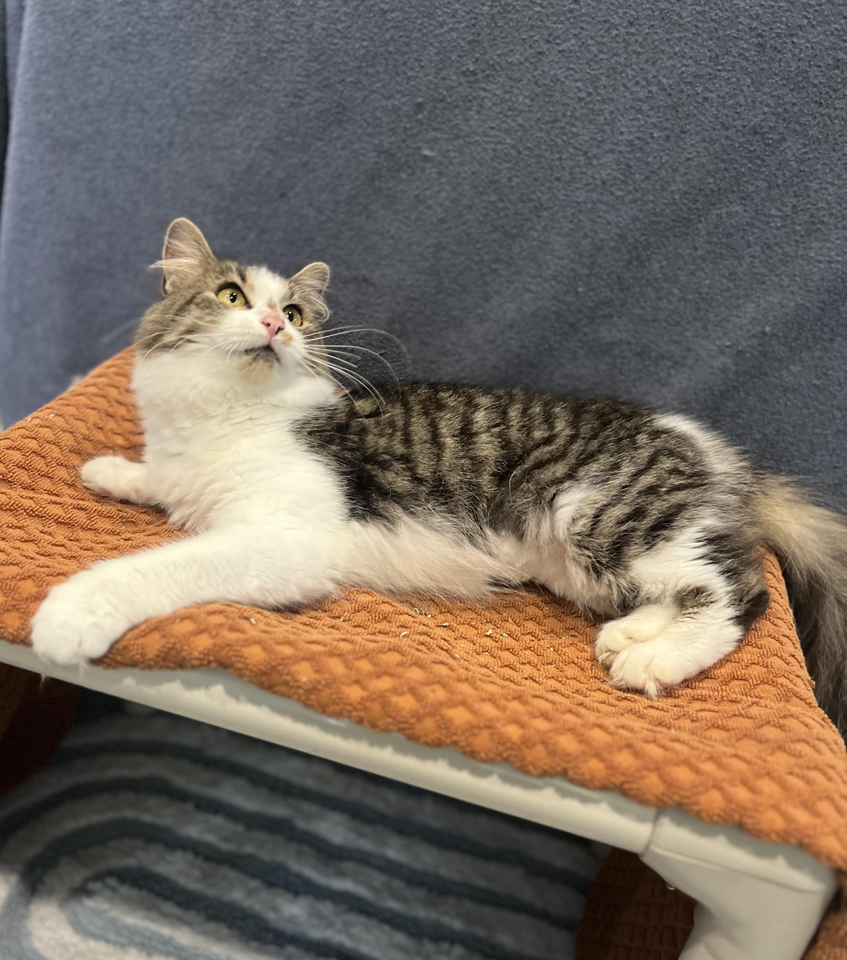 Enlarge Puddin, a Adopted Domestic Medium Hair in Blackstone, MA image 4/6