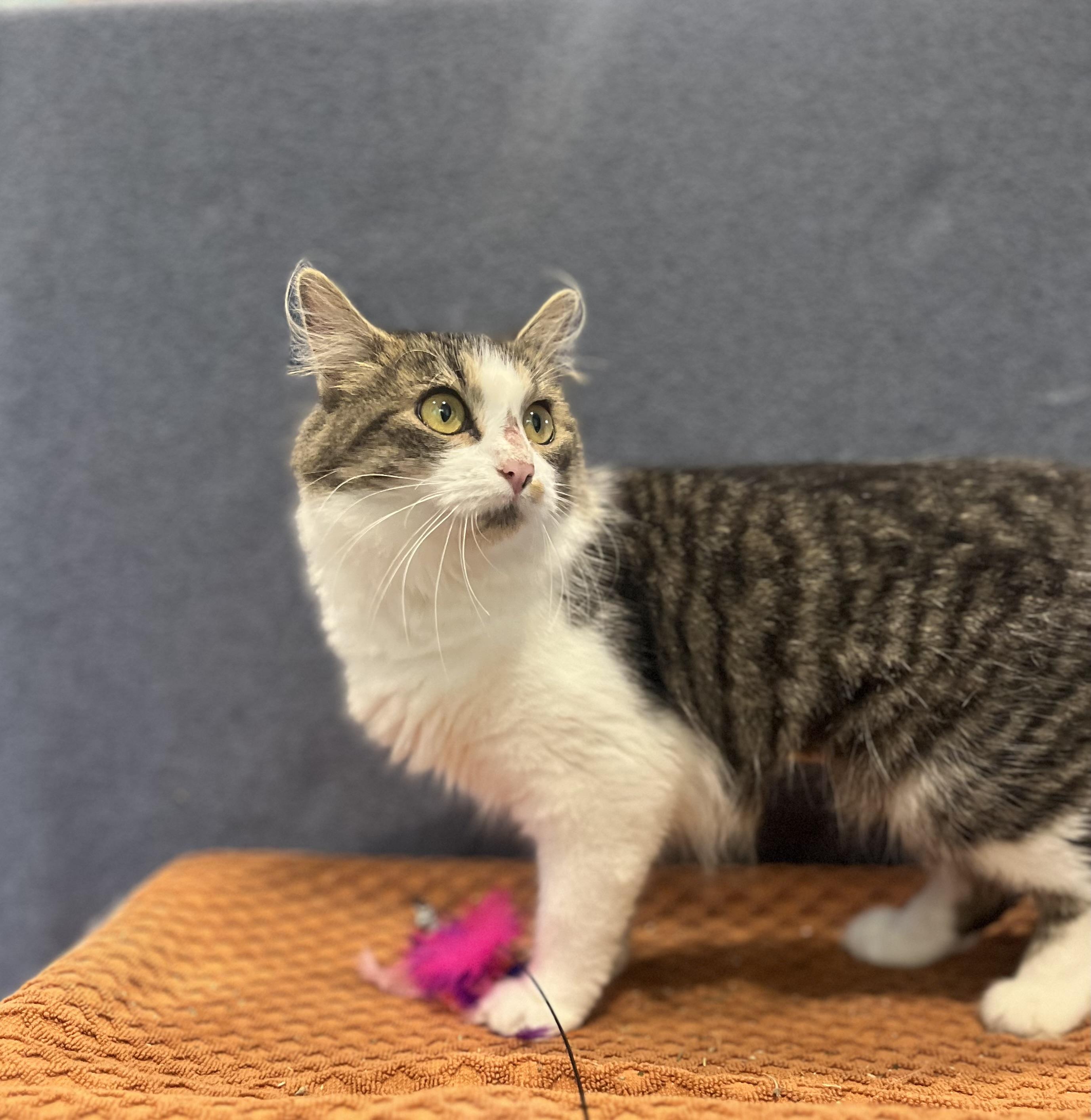 Enlarge Puddin, a Adopted Domestic Medium Hair in Blackstone, MA image 6/6