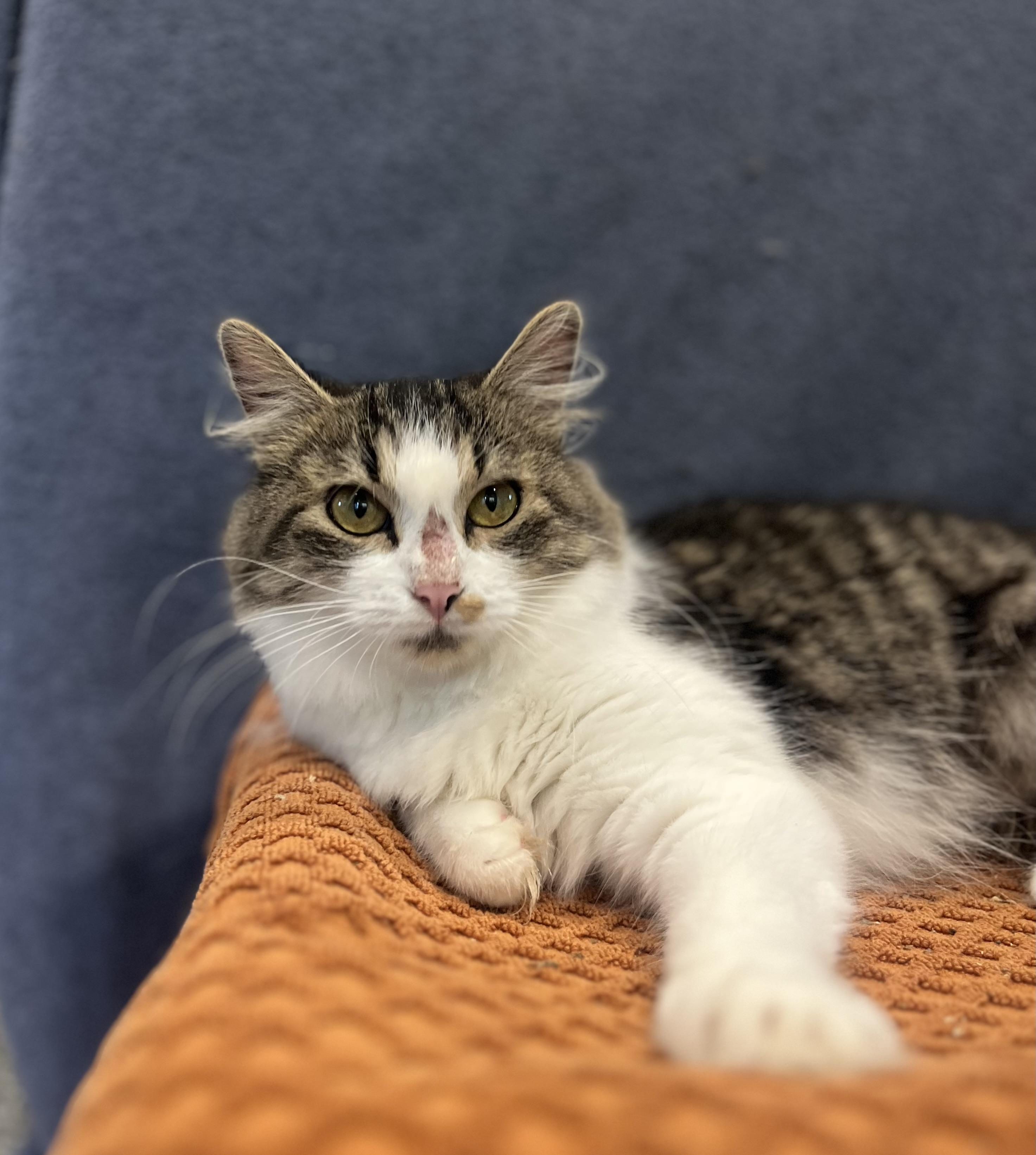 Enlarge Puddin, a Adopted Domestic Medium Hair in Blackstone, MA image 1/6