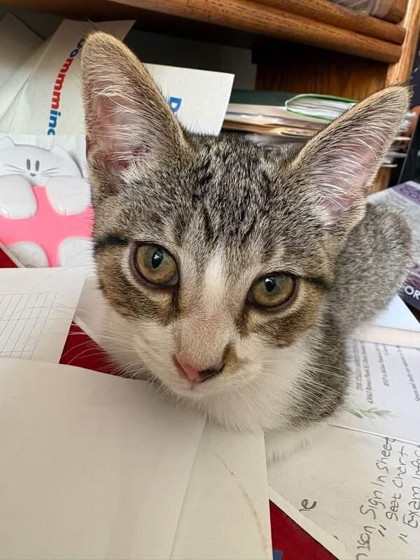 Neutron, Adoptable, Young Male Domestic Short Hair.