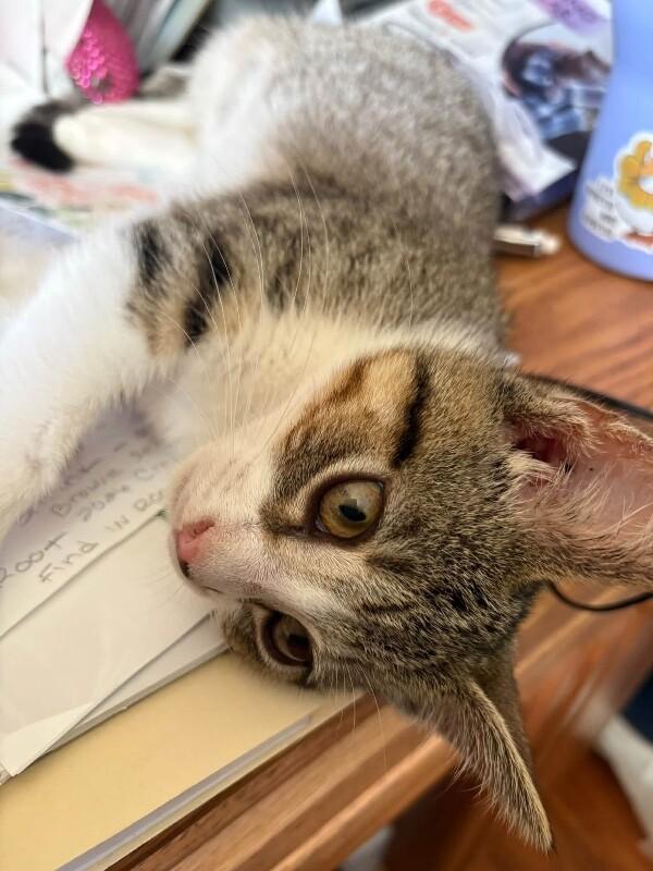 Enlarge Neutron, a Adoptable Domestic Short Hair in Grand Rapids, MI image 2/2