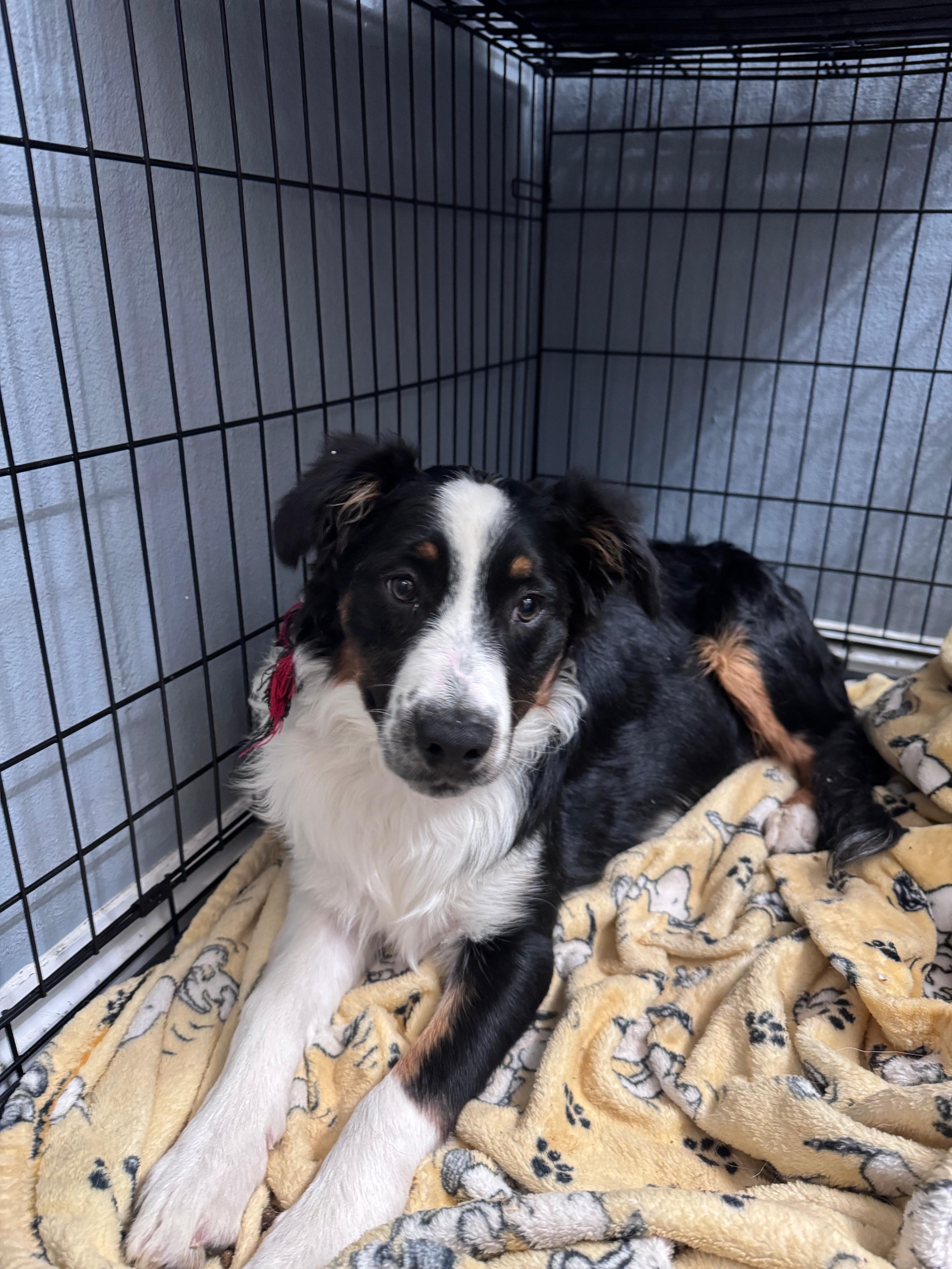 Enlarge Pibb , a ADOPTABLE Australian Shepherd in Coarsegold, CA image 1/1