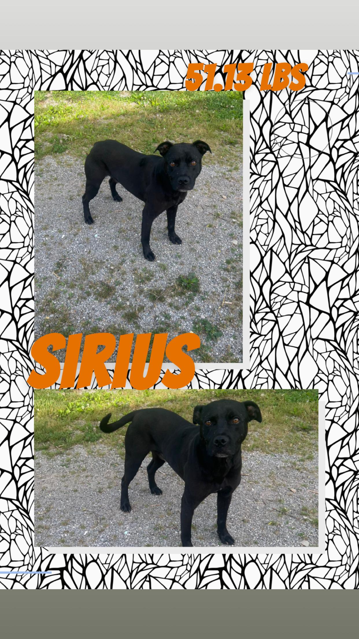 Enlarge Sirius, a ADOPTABLE mixed breed in McArthur, OH image 1/1