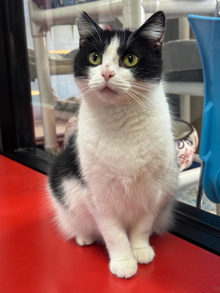 Holiday, a Adoptable mixed breed in Cincinnati, OH image 2/5