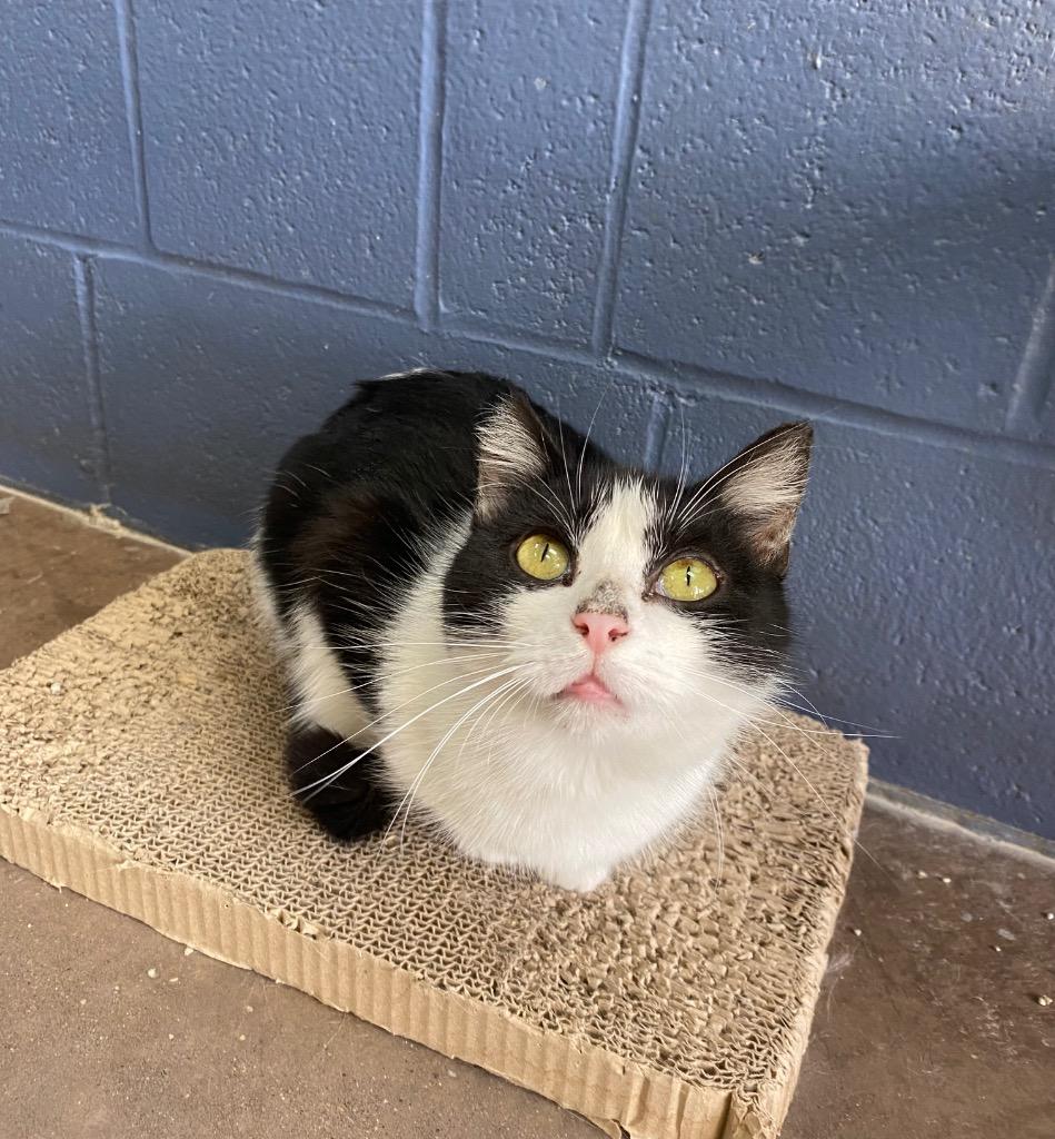 Holiday, a Adoptable mixed breed in Cincinnati, OH image 4/5