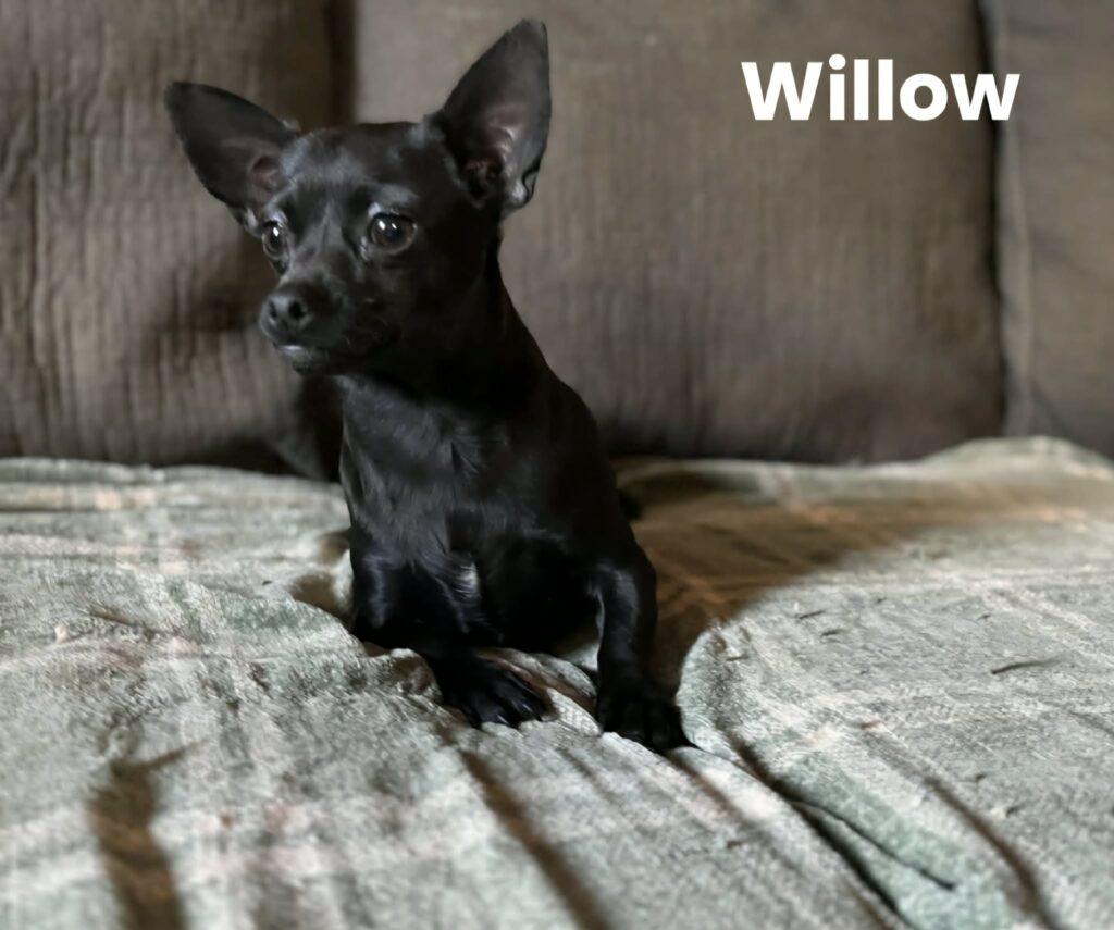 Winnie and Willow, a ADOPTABLE Chihuahua in Red Hook, NY image 4/6