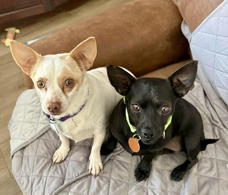 Winnie and Willow, ADOPTABLE, Adult Female Chihuahua.
