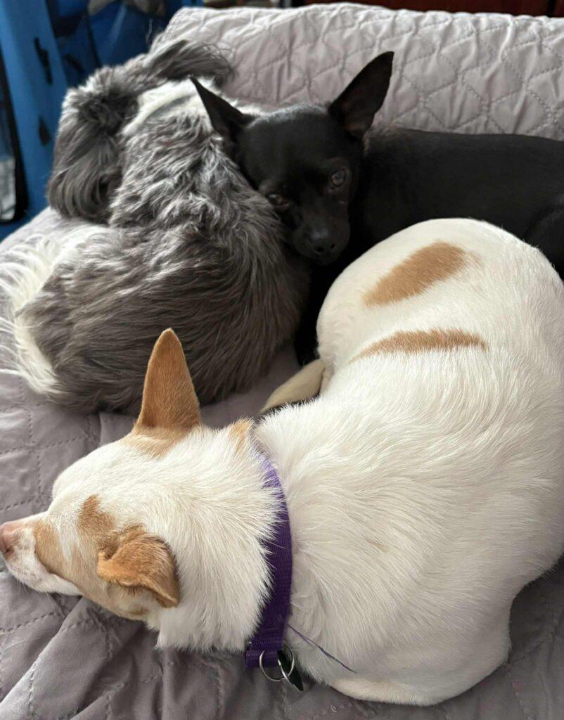 Winnie and Willow, a ADOPTABLE Chihuahua in Red Hook, NY image 5/6