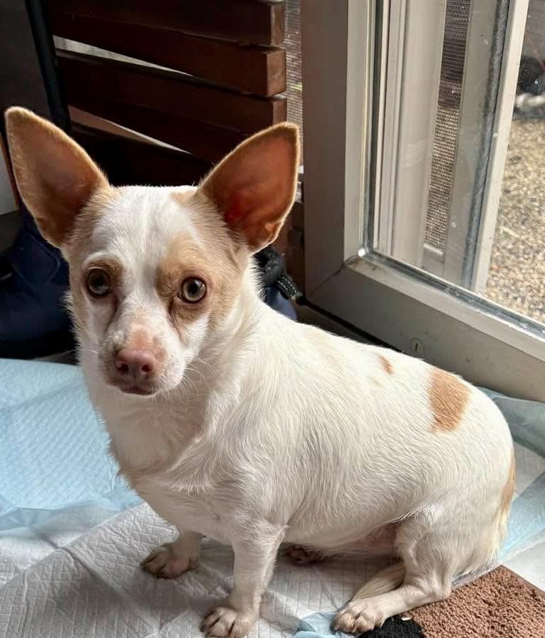 Winnie and Willow, a ADOPTABLE Chihuahua in Red Hook, NY image 3/6