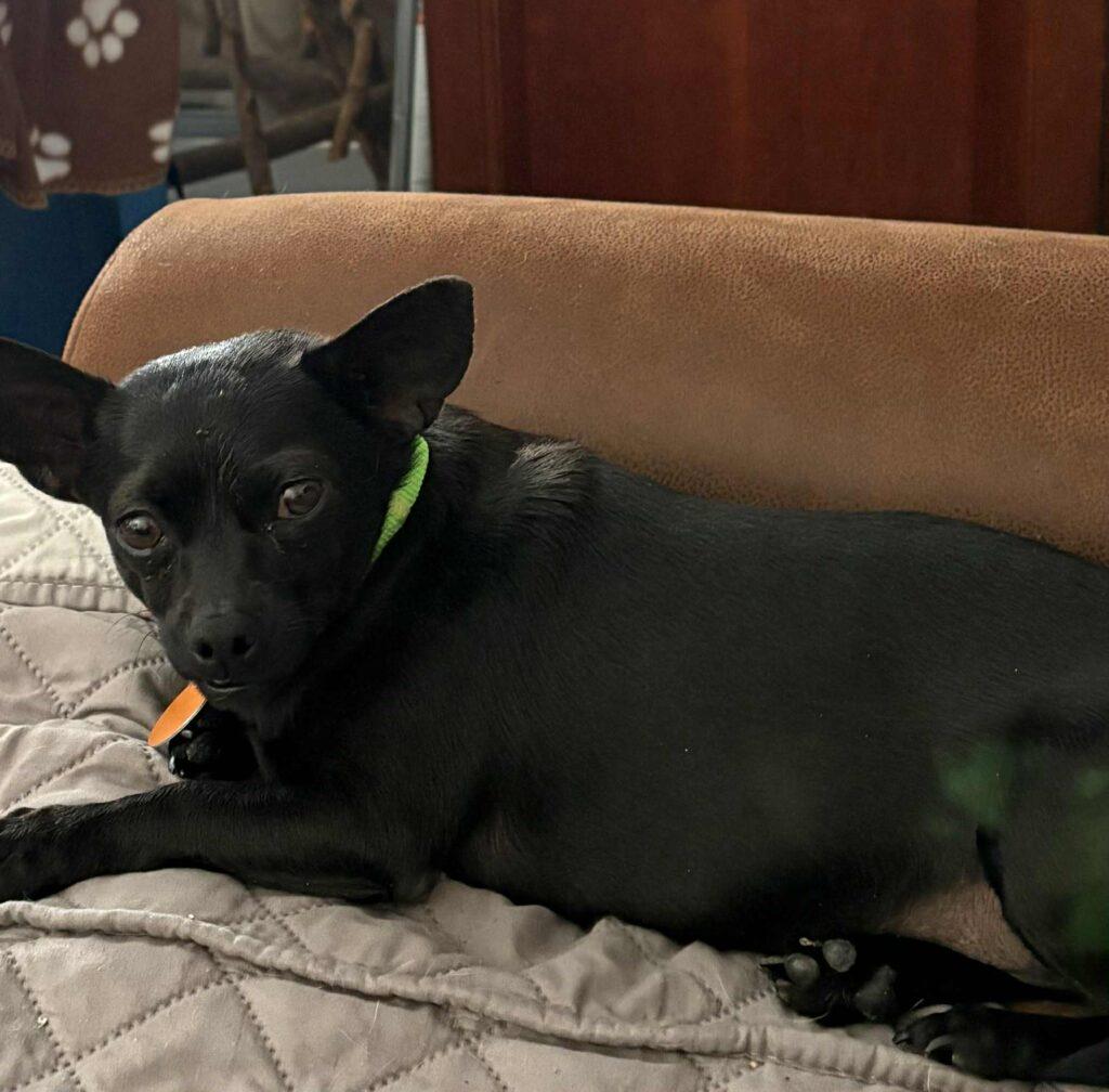 Winnie and Willow, a ADOPTABLE Chihuahua in Red Hook, NY image 6/6