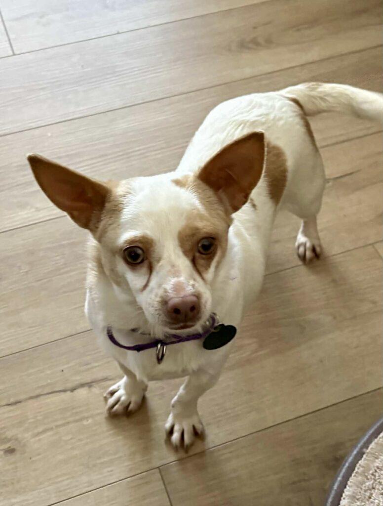 Winnie and Willow, a ADOPTABLE Chihuahua in Red Hook, NY image 2/6