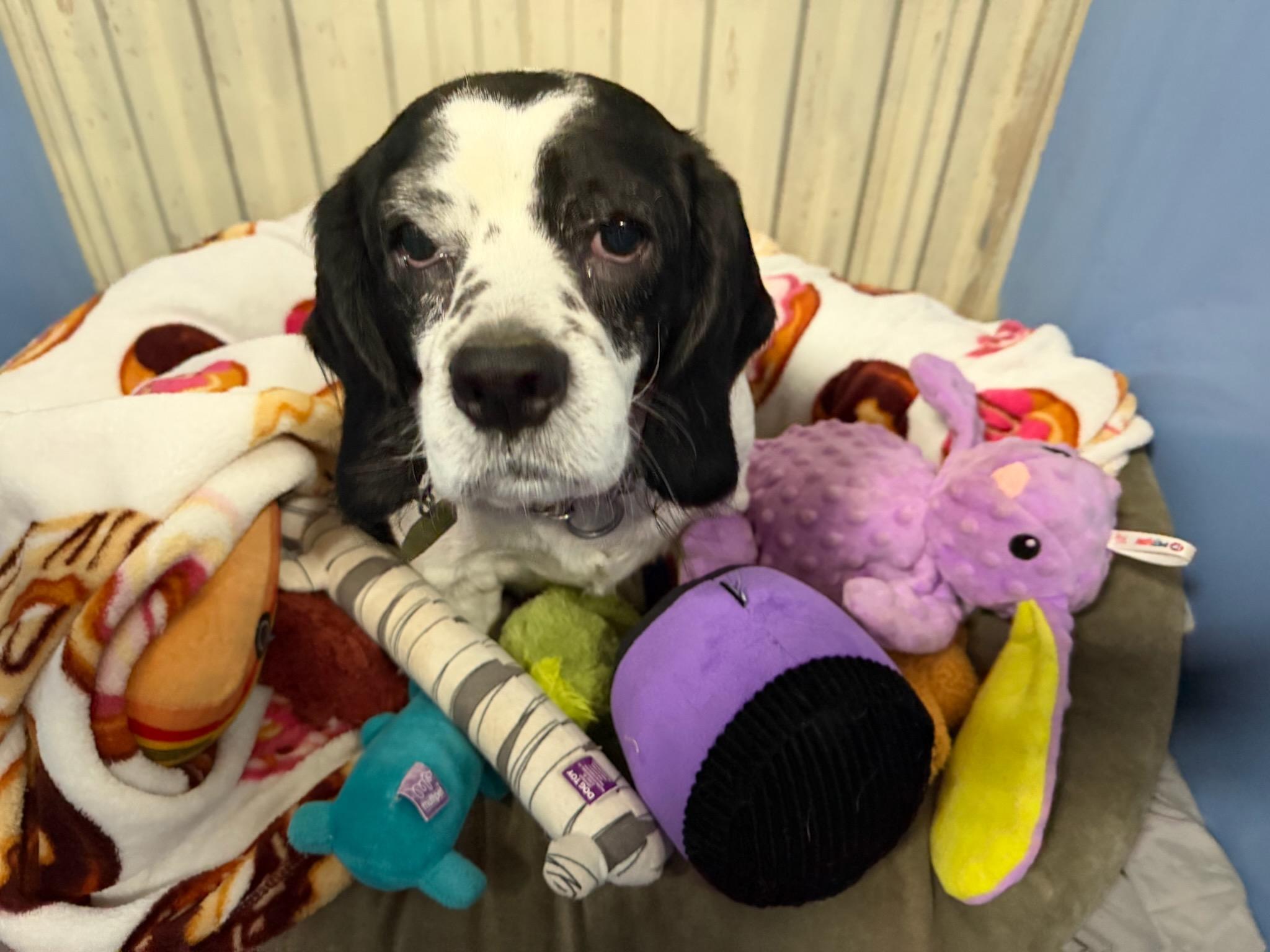 Bach, a ADOPTABLE mixed breed in Parkville, MO image 2/6