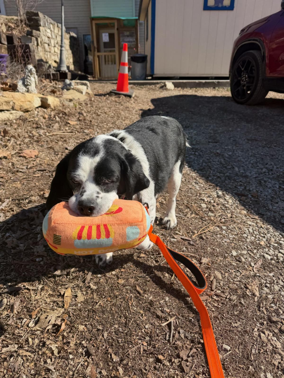 Bach, a ADOPTABLE mixed breed in Parkville, MO image 3/6