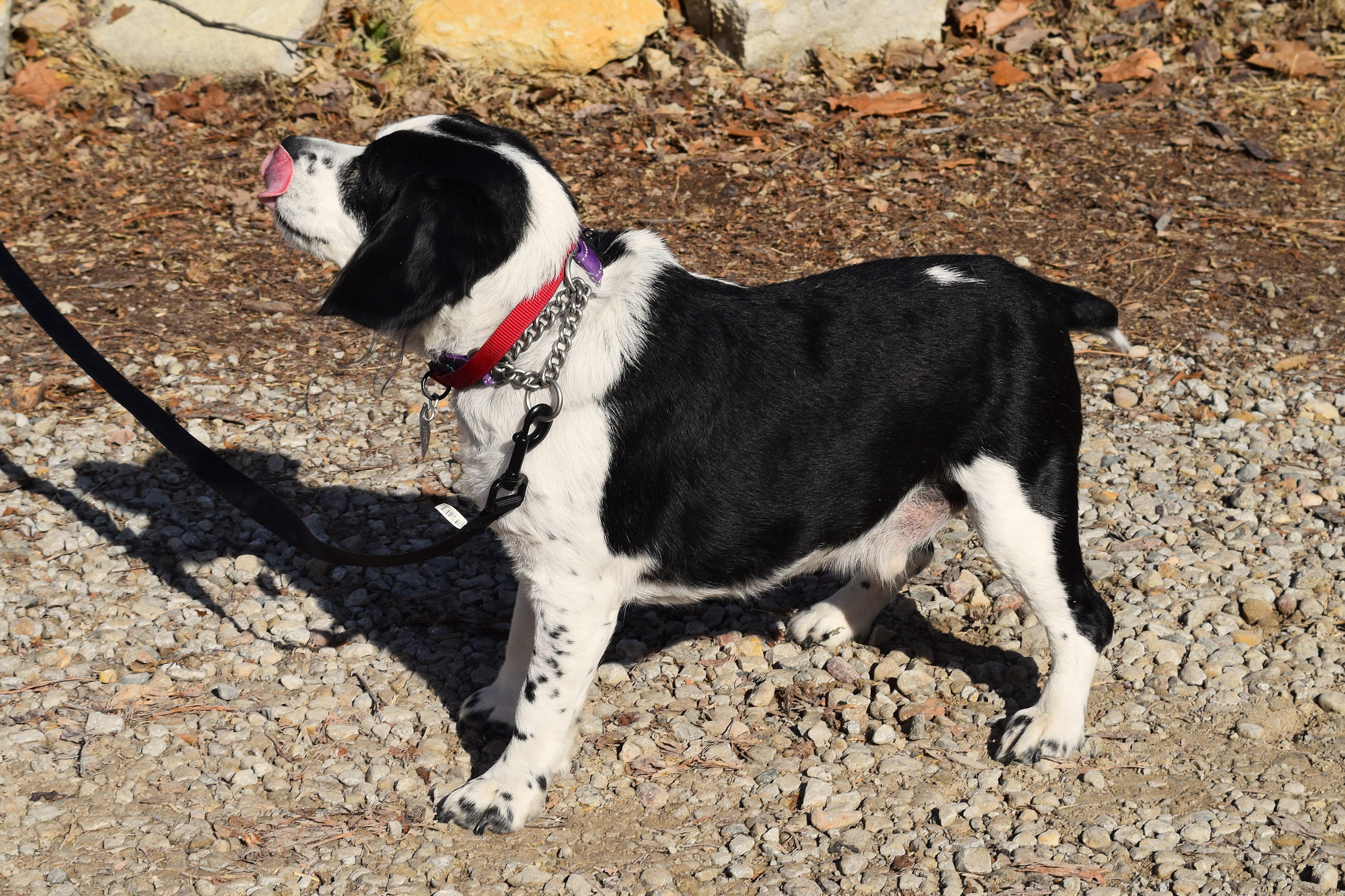 Bach, a ADOPTABLE mixed breed in Parkville, MO image 5/6