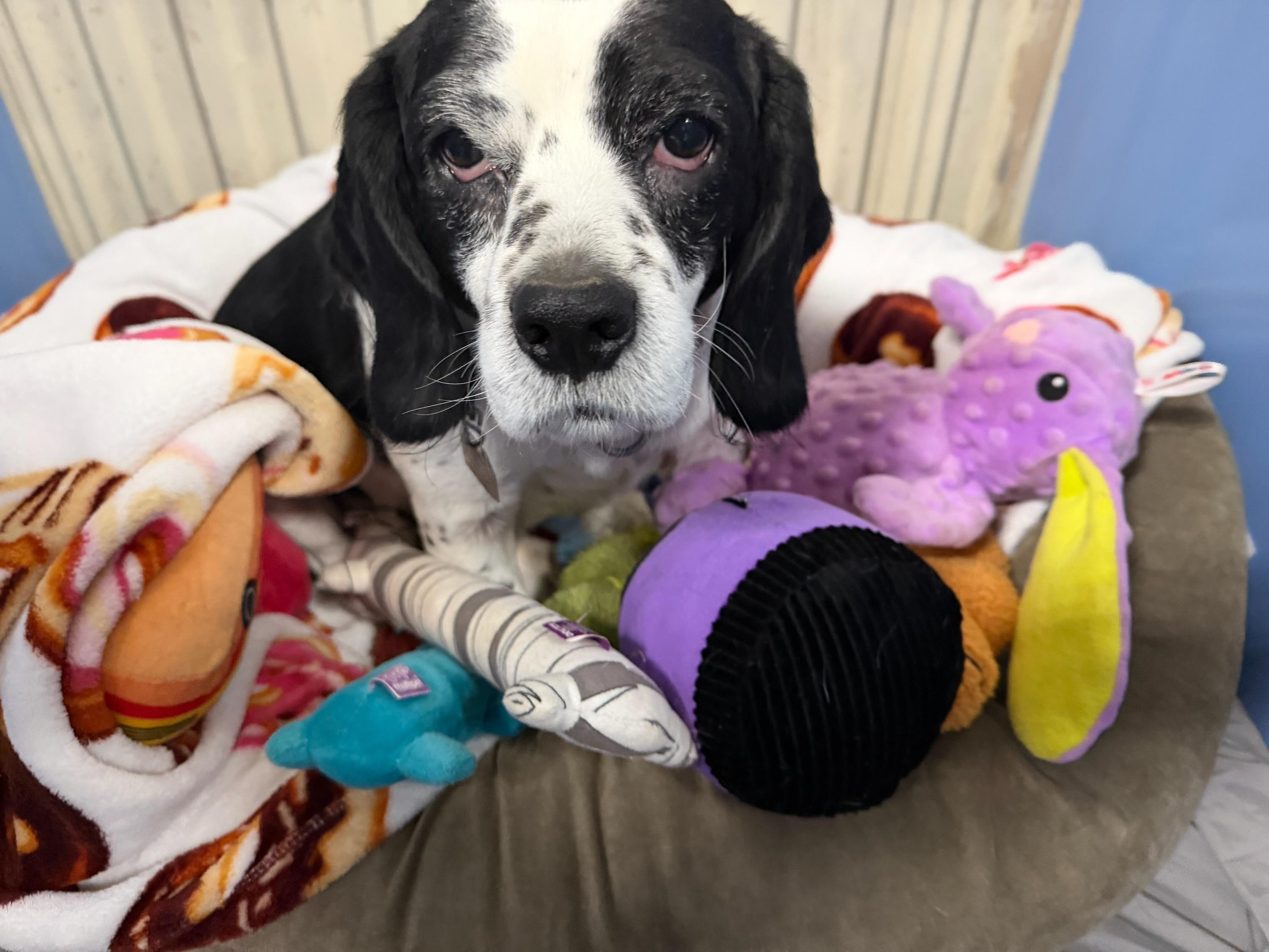 Bach, ADOPTABLE, Senior Male Beagle & Cocker Spaniel.