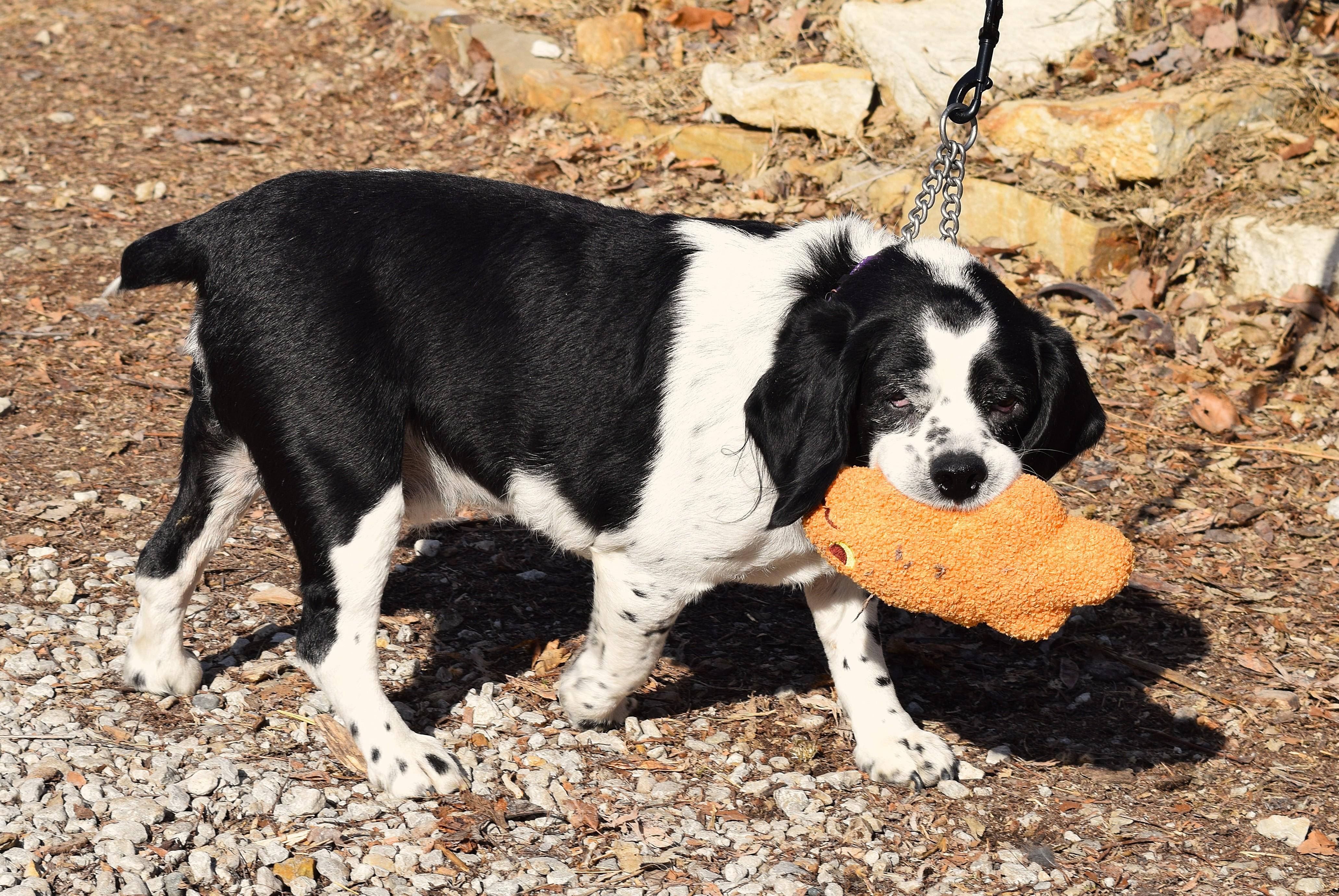 Bach, a ADOPTABLE mixed breed in Parkville, MO image 4/6