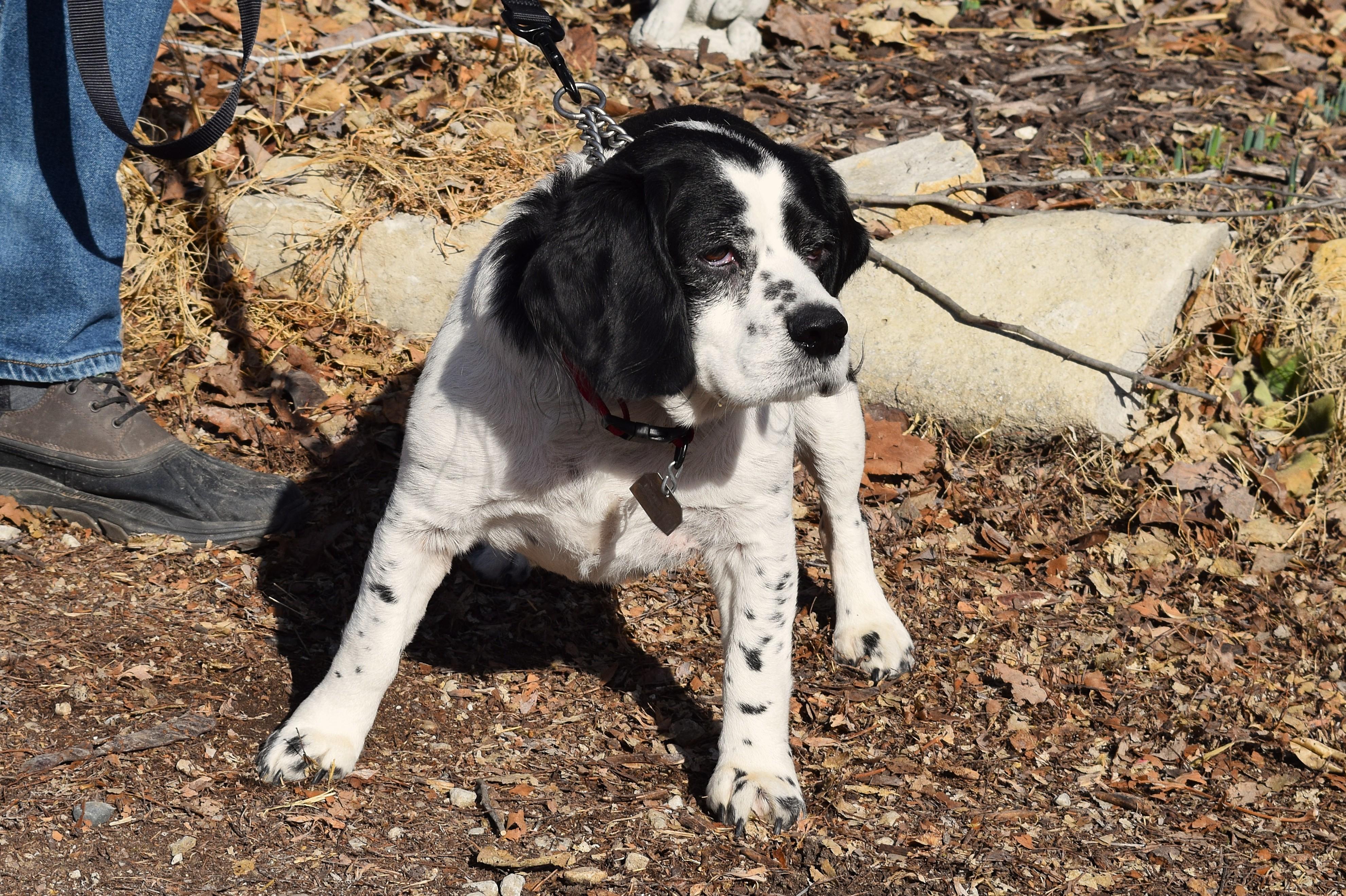 Bach, a ADOPTABLE mixed breed in Parkville, MO image 6/6