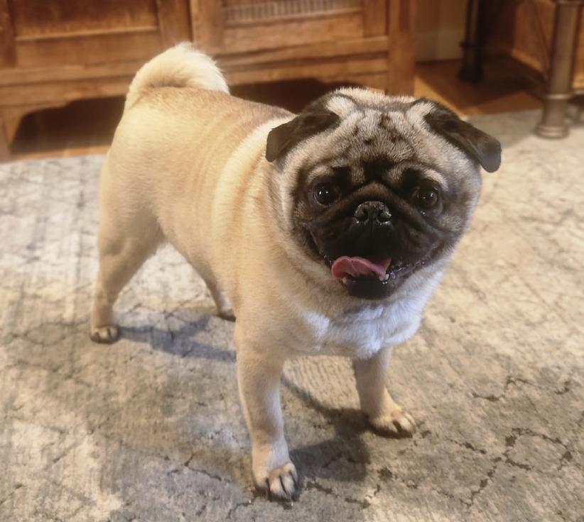 Douglas Pug Dog
