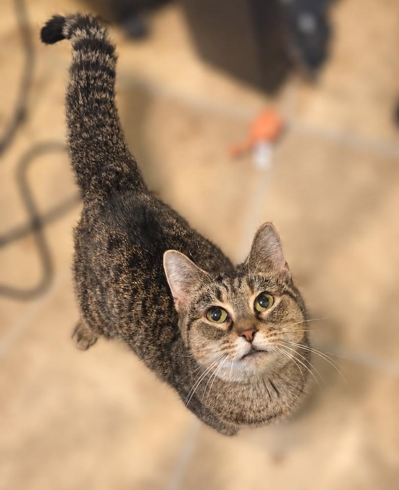 Enlarge Sally, a Adoptable Domestic Short Hair in Greensburg, PA image 1/3