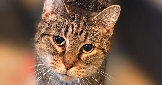Enlarge Sally, a Adoptable Domestic Short Hair in Greensburg, PA image 3/3