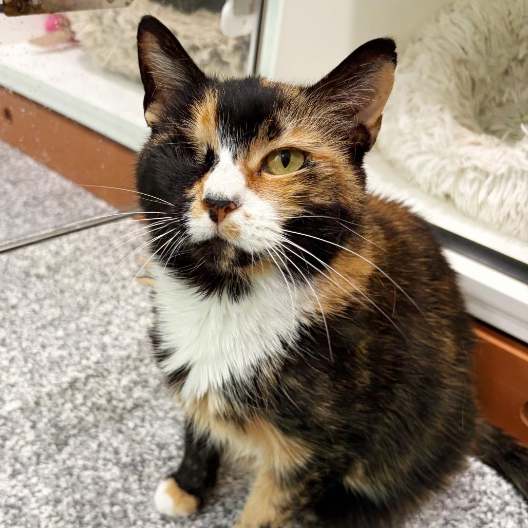 Nutmeg, Adoptable, Senior Female Domestic Short Hair.