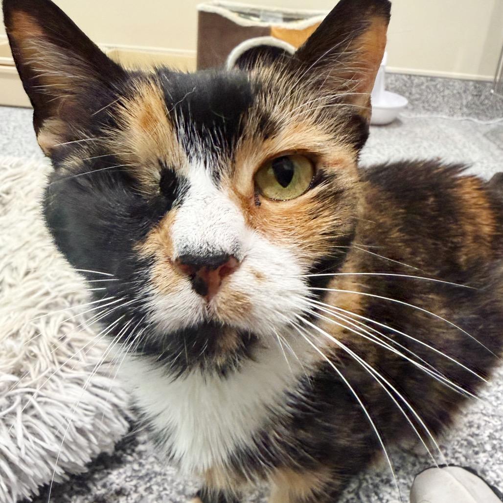 Nutmeg, a Adoptable Domestic Short Hair in Cumming, GA image 2/6