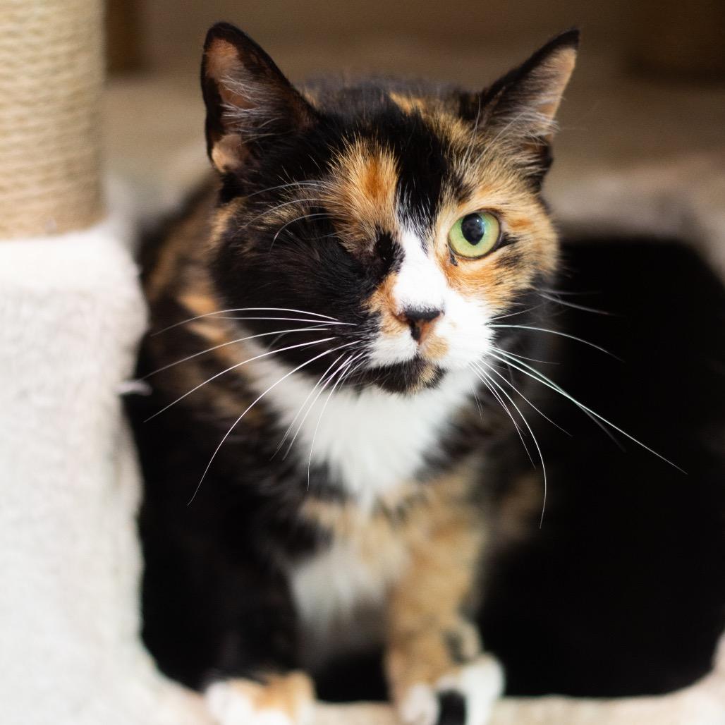 Nutmeg, a Adoptable Domestic Short Hair in Cumming, GA image 3/6