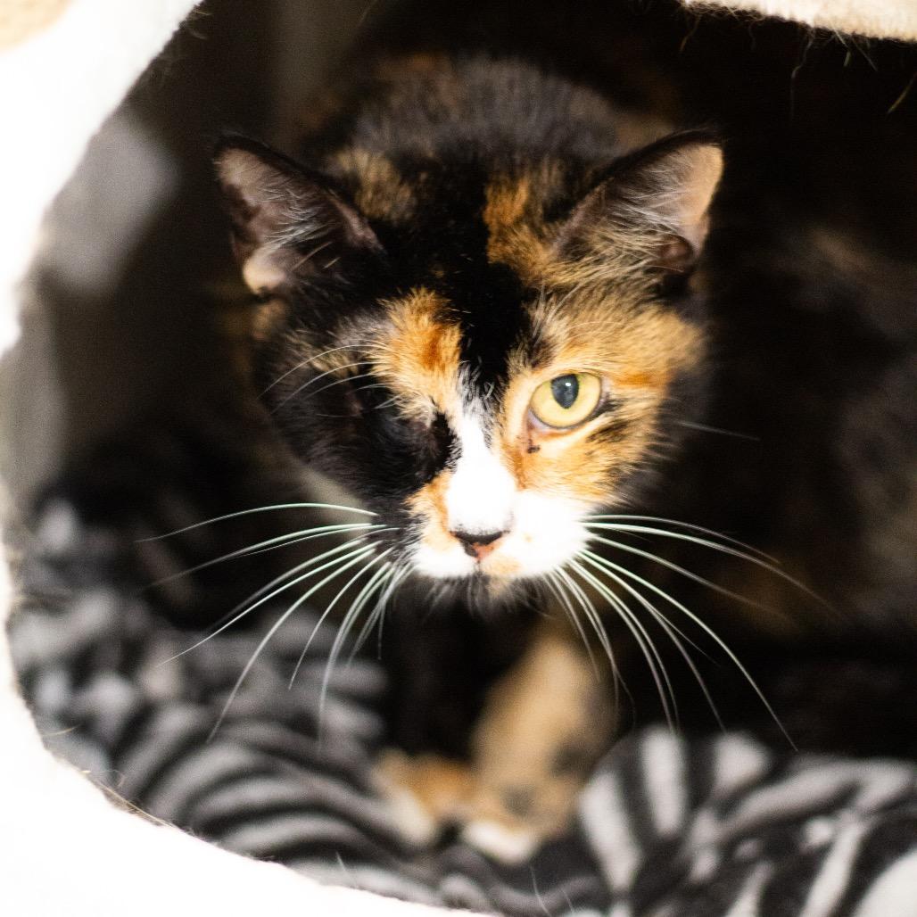 Nutmeg, a Adoptable Domestic Short Hair in Cumming, GA image 4/6