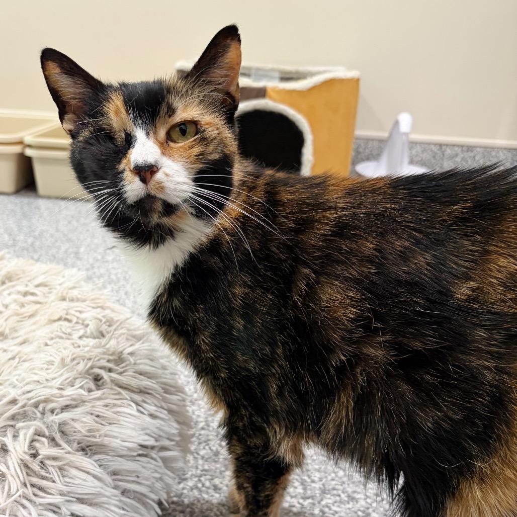 Nutmeg, a Adoptable Domestic Short Hair in Cumming, GA image 6/6