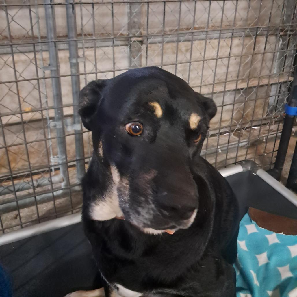 Enlarge Buddy, a Adoptable Mixed Breed in Tipton, IA image 1/1