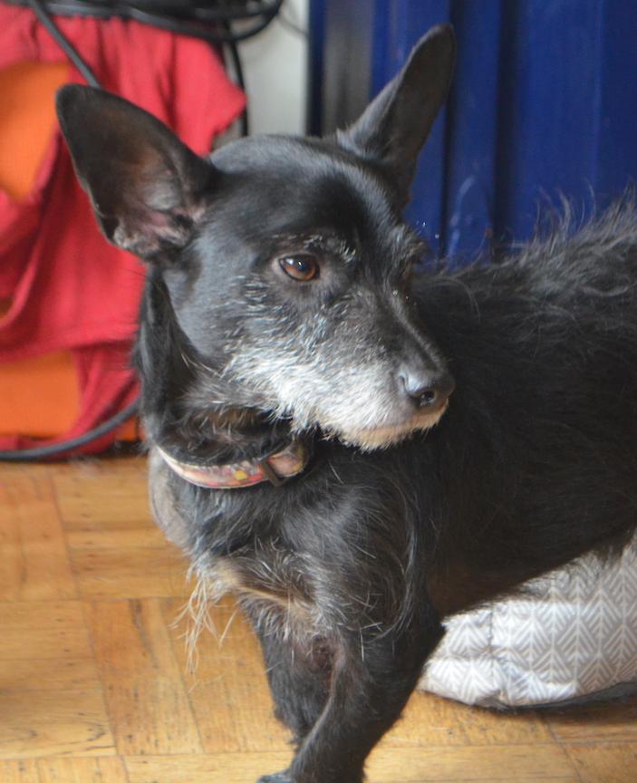 Kobi, a Adoptable mixed breed in San Francisco, CA image 6/6