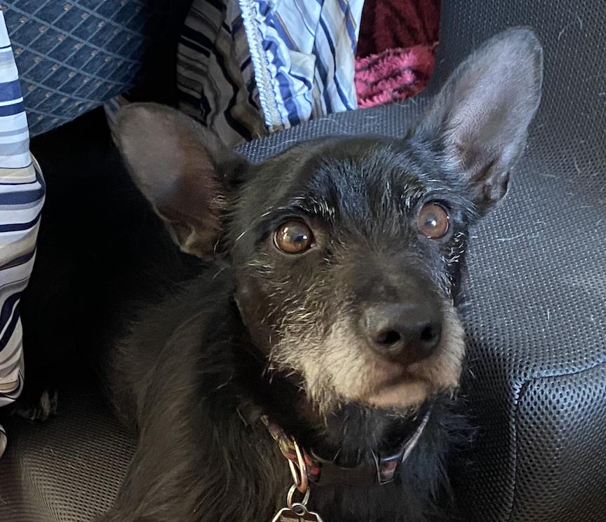 Kobi